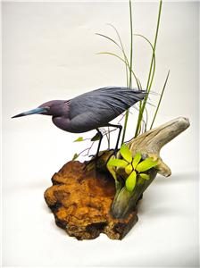 LIFE-SIZE LITTLE BLUE HERON & COMMON YELLOW THROAT WARBLER